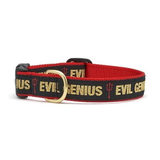 Evil Genius Cat