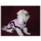 Dog Coat