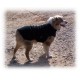 Dog Coat