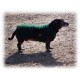Dog Coat