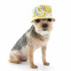 Lemonade Bucket Hat