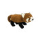 Rocky the Red Panda