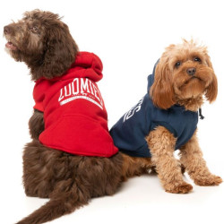 Hoodies - Zoomies