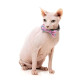 Cat Fashion Packs
