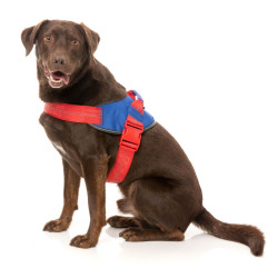 Flash Harness