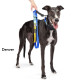 Featherweight Hound Collar