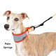 Featherweight Hound Collar
