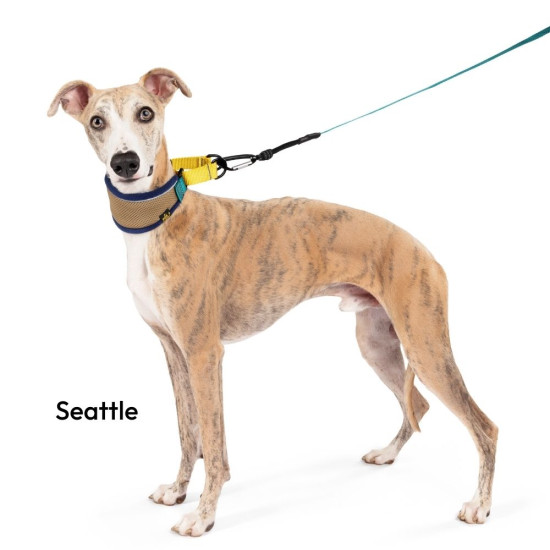 Featherweight Hound Collar