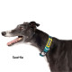 Featherweight Swiftlock Collar
