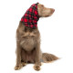 Snood