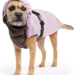 Winter Paw