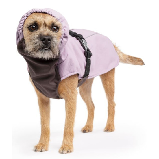 Winter Paw