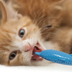 Silicone Dental Toy for Cats