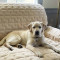 Furniture Protector - Cream