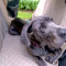 Car Hammock Rear Seat Protector