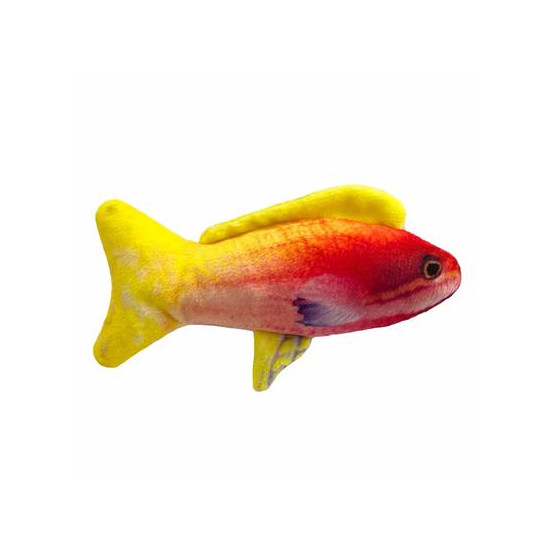 Rainbow Guppie