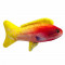 Rainbow Guppie