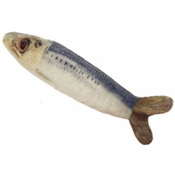 Sardine