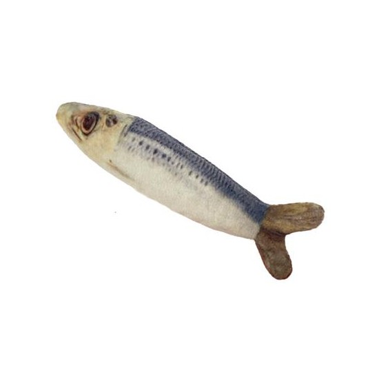 Sardine