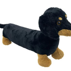 Dachshund