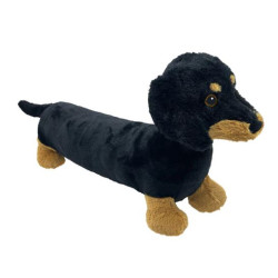 Dachshund
