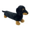 Dachshund