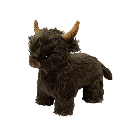 Highland Cow