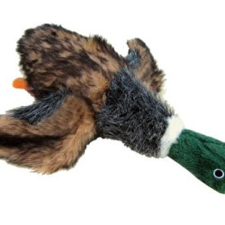 Mallard Duck