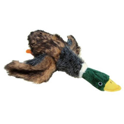 Mallard Duck