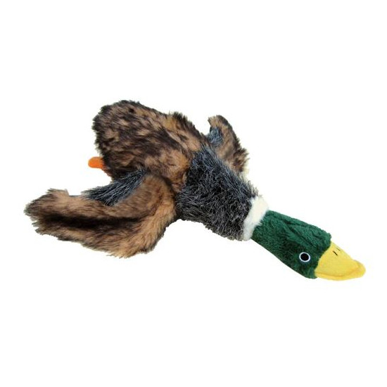 Mallard Duck