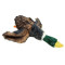 Mallard Duck