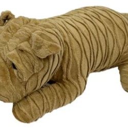 Shar Pei