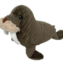 Walrus