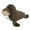 Walrus