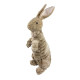 Trapped Bunny