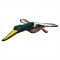Duck - Dudley