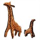 Giraffe - Girard