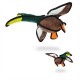 Duck - Dudley