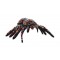Tarantula