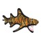 Tiger Shark