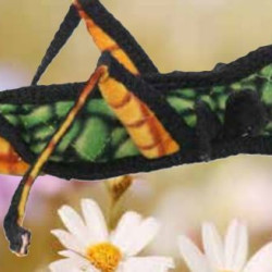 Grasshopper
