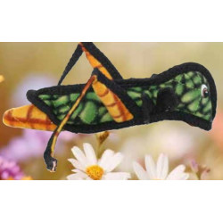 Grasshopper