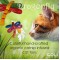 Dragonfly Cat Toy