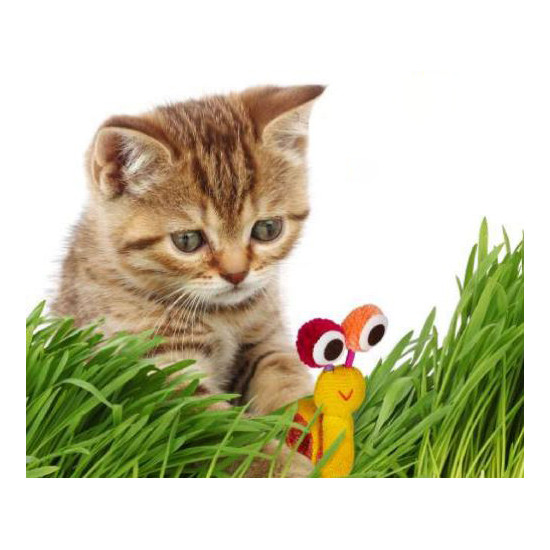 Esscat-Go
