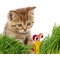 Esscat-Go