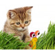 Esscat-Go