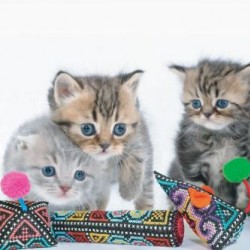 Tippi - Polli - Mice Cat Toys