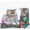 Tippi - Polli - Mice Cat Toys